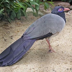 Coral-billed Ground Cuckoo - Carpococcyx renauldi