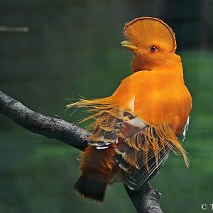 Guianan Cock-of-the-rock, Rupicola rupicola - male