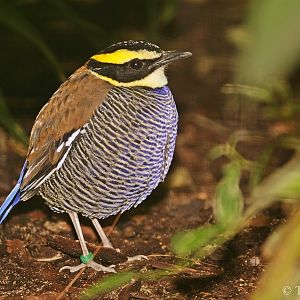 Banded Pitta, Pitta guajana