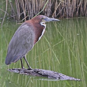 Rufescent Tiger-heron (Tigrisoma lineatum)