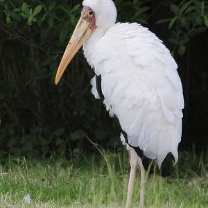 Milky Stork (Mycteria cinerea)