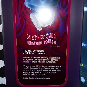 Jellies Experience (2012 special exhibit)