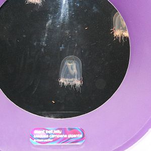 Jellies Experience (2012 special exhibit)