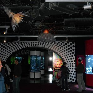 Jellies Experience (2012 special exhibit)
