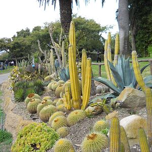 Santa Barbara Zoo cactus garden