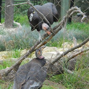 California condors