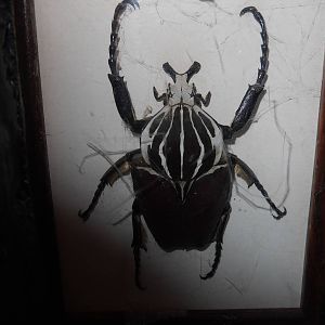 Preserved Goliath beetle in EWWWW! exhibit
