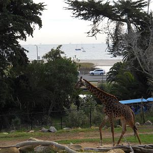 Giraffes with a great view of the Pacific Ocean