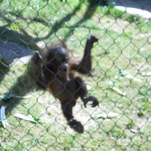 Baby girl orangutan March 2012