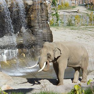 Billy the male bull elephant near waterfall