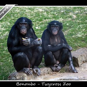 Bonobo
