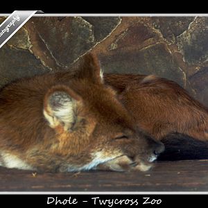 Dhole