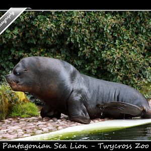 Pantagonian Sea Lion