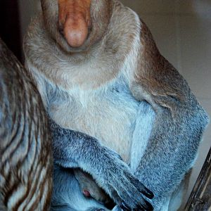 Proboscis Monkey at Apenheul, 30/05/12
