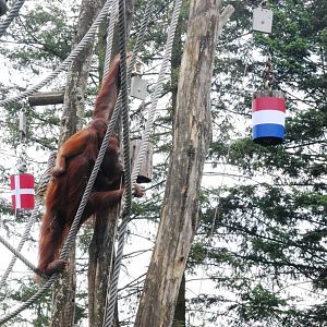 The Orang-Utan 'Paul the Octopus' at Apenheul, 30/05/12