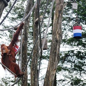 The Orang-Utan 'Paul the Octopus' at Apenheul, 30/05/12