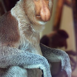 Proboscis Monkey at Apenheul, 30/05/12