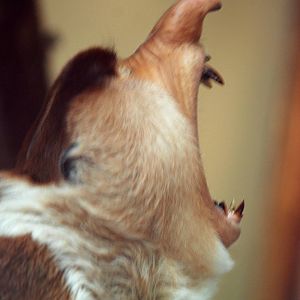 Proboscis Monkey at Apenheul, 30/05/12