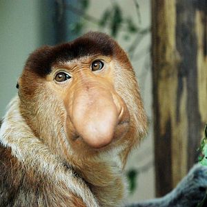 Proboscis Monkey at Apenheul, 30/05/12