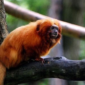 Golden Lion Tamarin at Apenheul, 30/05/12