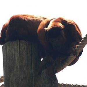 Venezuelan Red Howler Monkeys at Apenheul, 30/05/12