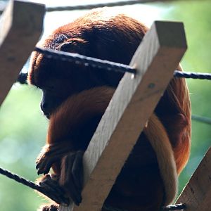Venezuelan Red Howler Monkeys at Apenheul, 30/05/12
