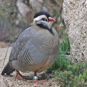 Arabian Partridge (Alectoris melanocephala)