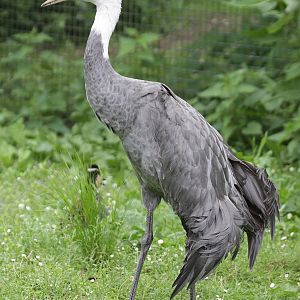 Hooded Crane (Grus monacha)