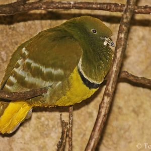 Cloven-feathered Dove (Drepanoptila holosericea)