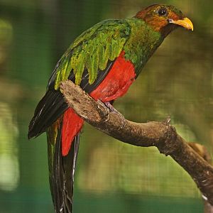Golden-Headed Quetzal (Pharomachrus auriceps) - male
