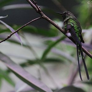 Green-tailed Trainbearer (Lesbia nuna) - male