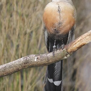 Giant Coua (Coua gigas)