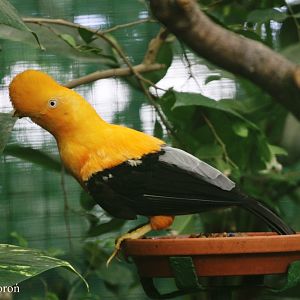 Andean Cock-of-the-rock (Rupicola peruvianus aequatorialis) - male