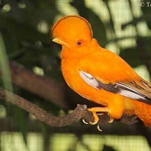 Guianan Cock-of-the-rock (Rupicola rupicola) - male