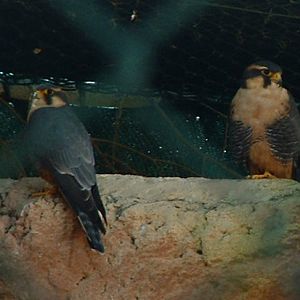 Falconry Centre, Siggiewi, Malta - Nov 2008