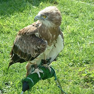Falconry Centre, Siggiewi, Malta - Nov 2008