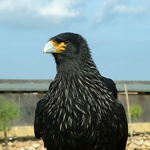 Falconry Centre, Siggiewi, Malta - Nov 2008