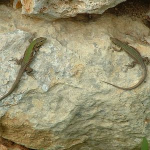 Maltese Wall Lizard