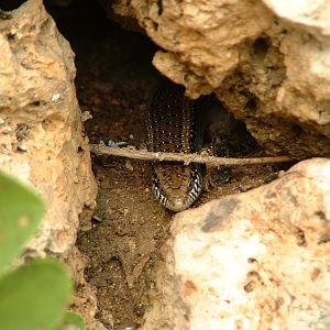 Ocellated Skink