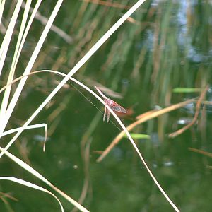 'Red Dragonfly'