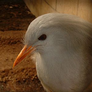 Kagu