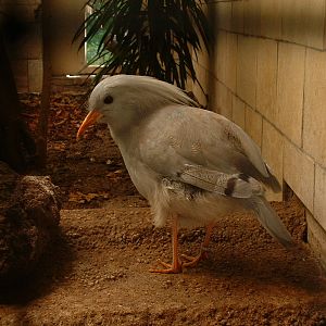 Kagu