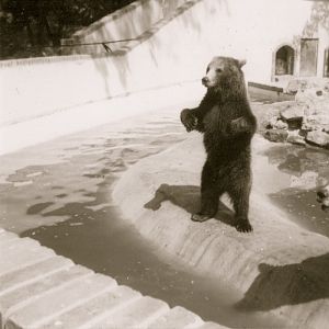 Brown Bear,  Hotham Park Zoo, Bognor Regis