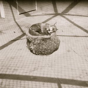 Red fox. Hotham Park Zoo, Bognor Regis