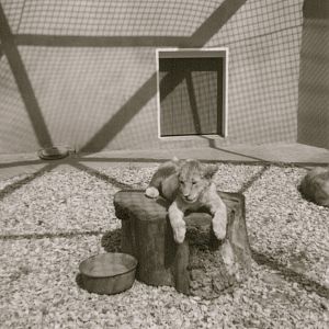 Lion cub, Hotham Park Zoo, Bognor Regis