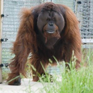 Gordon - Bornean orangutan