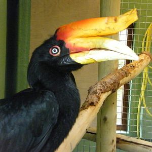 Rhinoceros Hornbill
