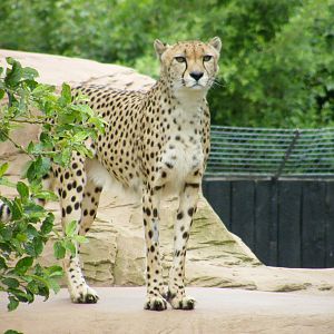 Cheetah