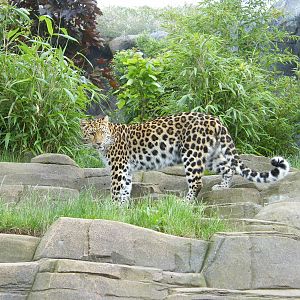 Amur Leopard