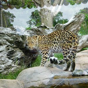 Amur Leopard